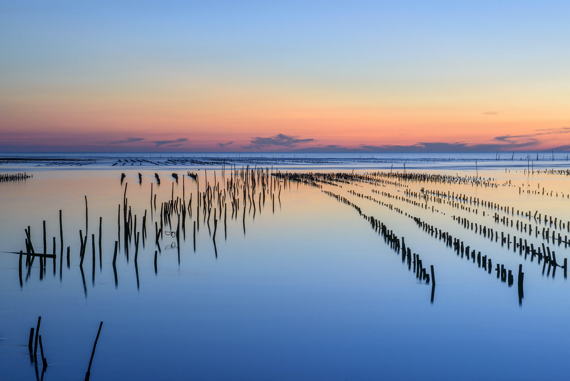 Cape Cod Oyster Company